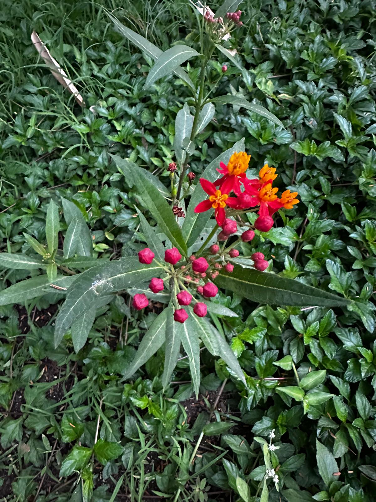 Pink and orange flowers in Teerth Park, Pune, India